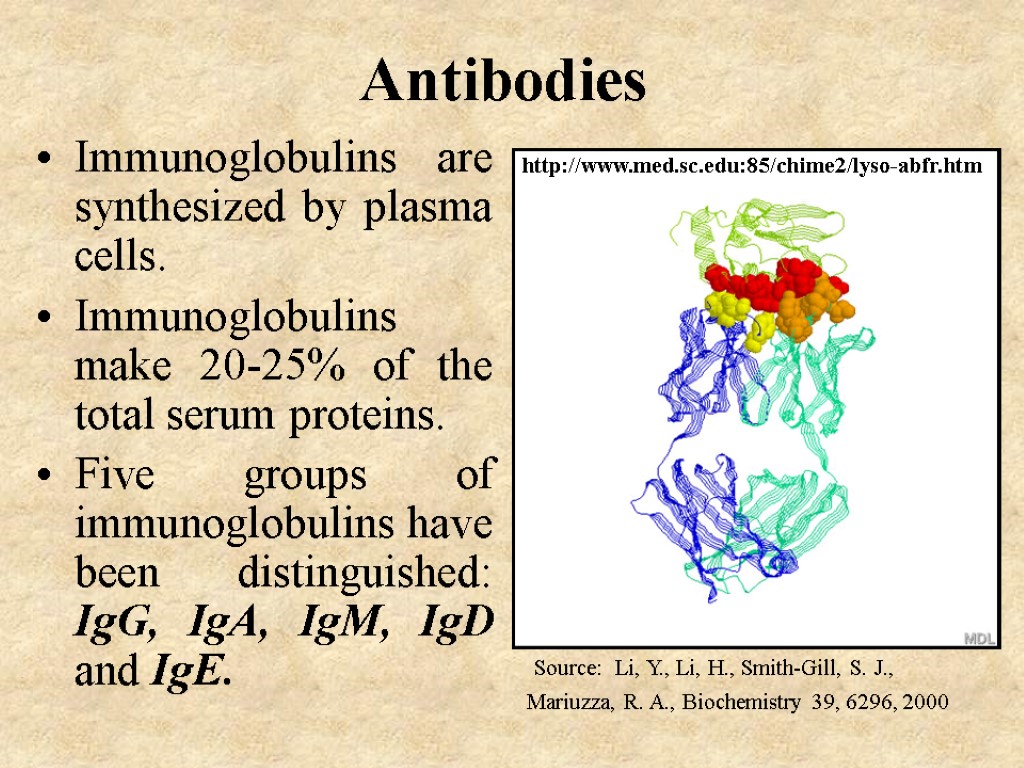 Antibodies Immunoglobulins are synthesized by plasma cells. Immunoglobulins make 20-25% of the total serum